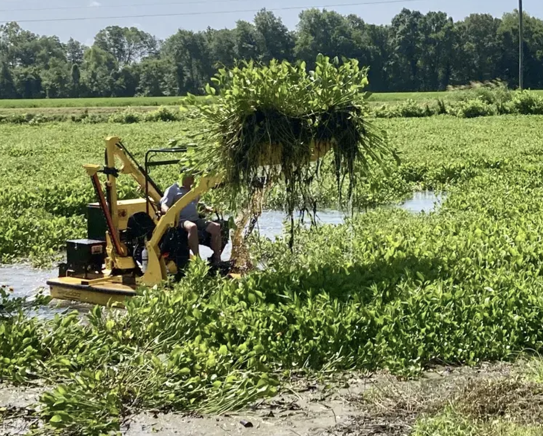 Weedoo boats: Water hyacinths covering Blue Lake